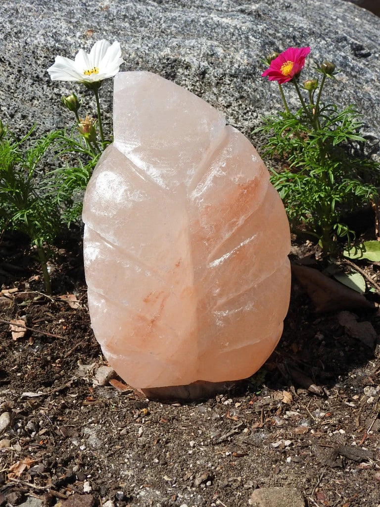 Salt Special 10pc Lot
