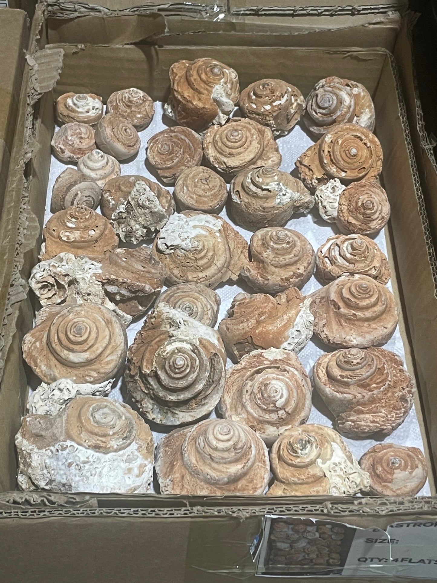 Gastropod Fossils (Flat)