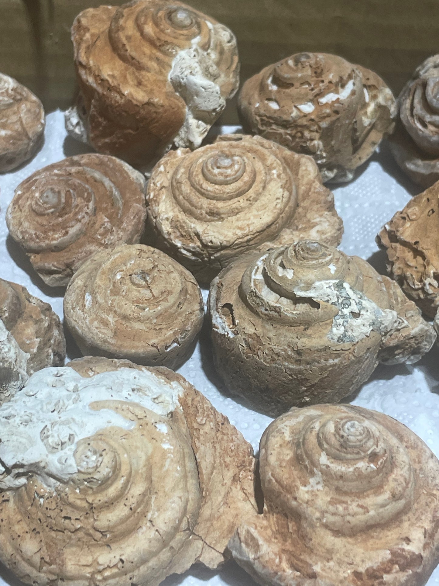 Gastropod Fossils (Flat)