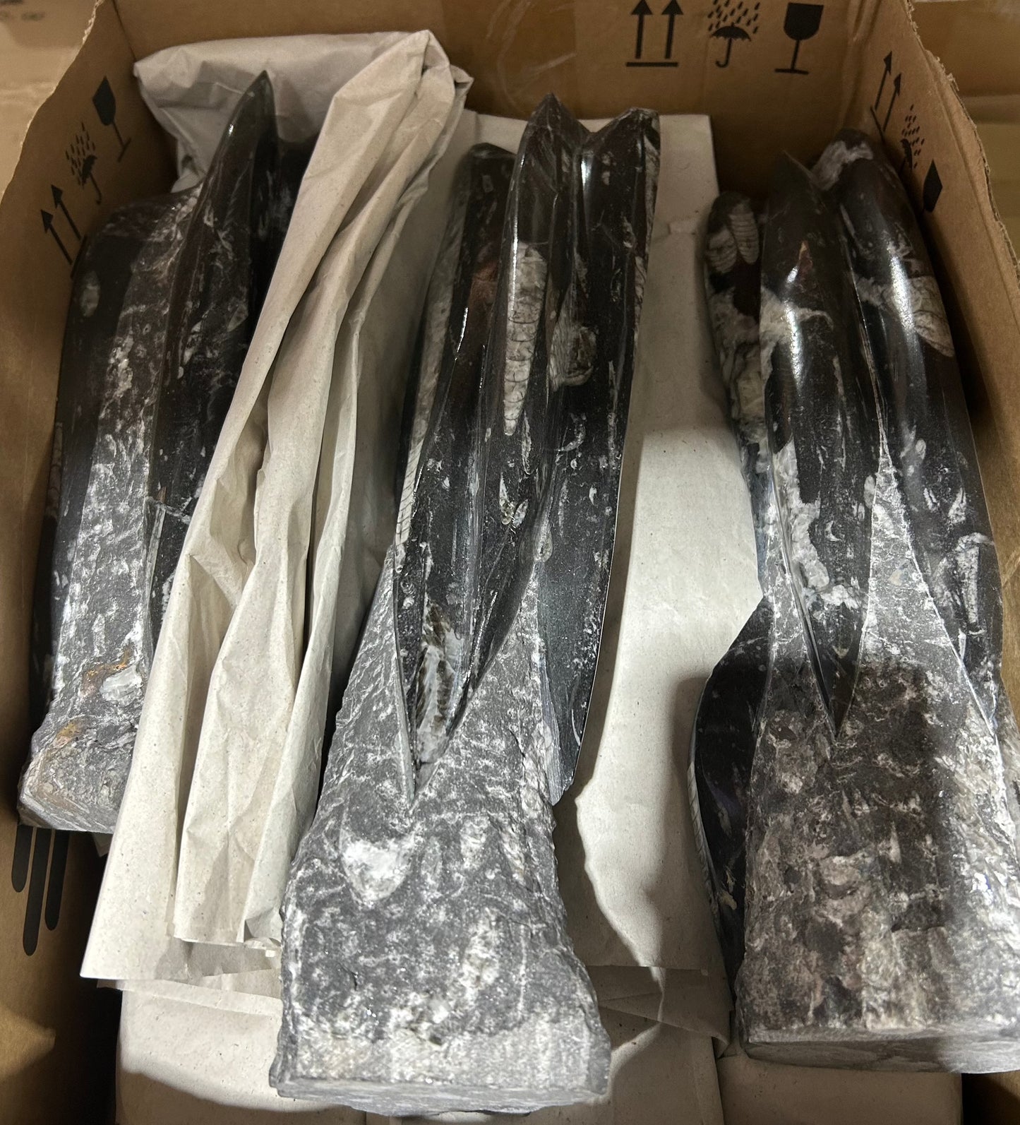 Large Orthoceras Sculpture (Case)