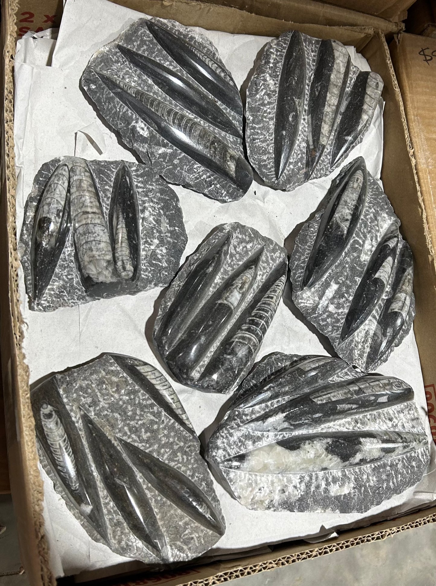 Orthoceras "Plate" (Case)