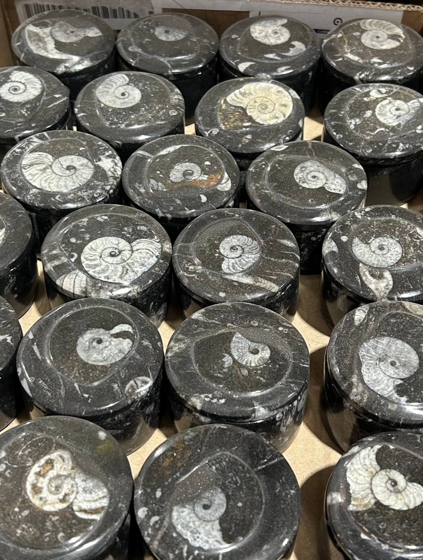 8cm Goniatite Round Box (Case)