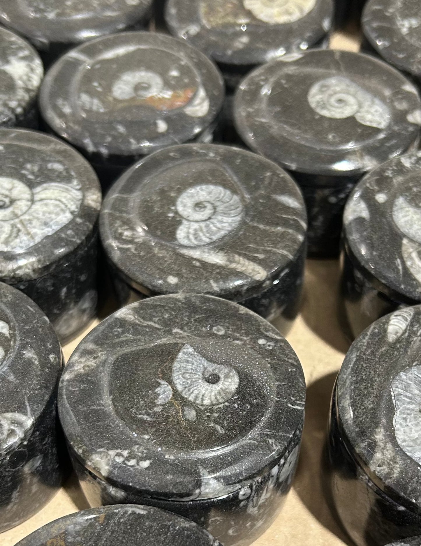 8cm Goniatite Round Box (Case)