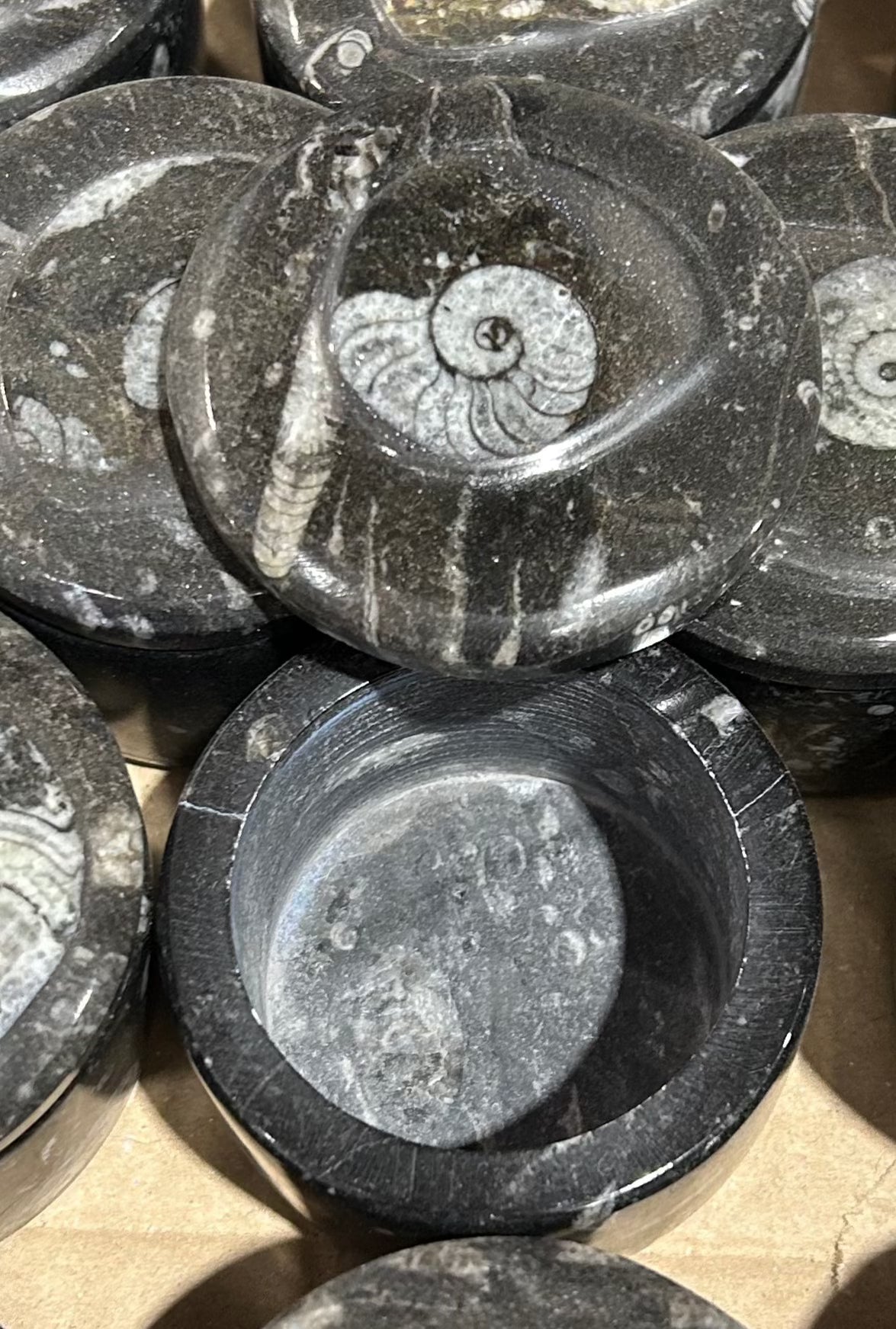 8cm Goniatite Round Box (Case)
