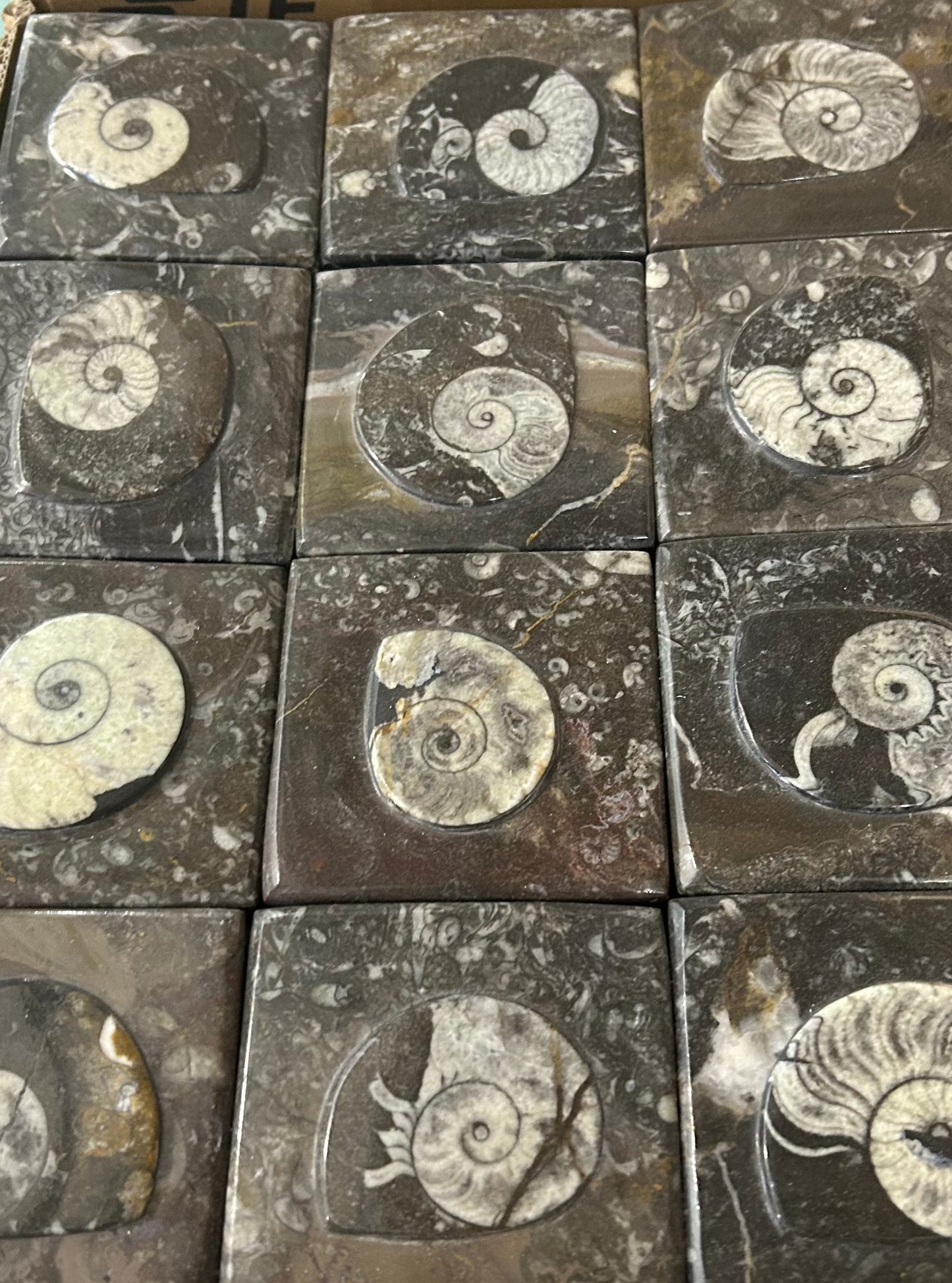 9cm Goniatite Square Box (Case)