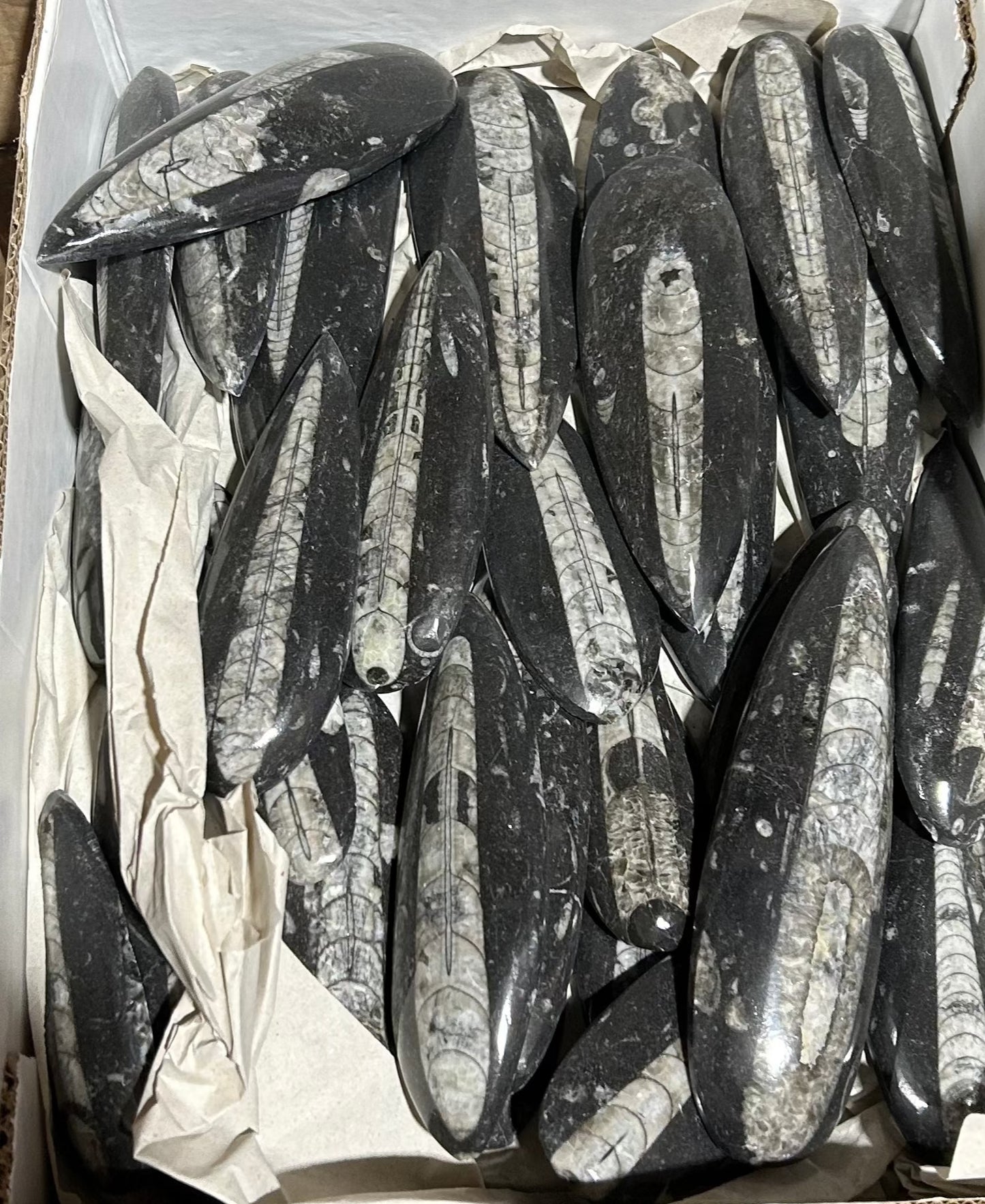 Orthoceras Singles (Case)