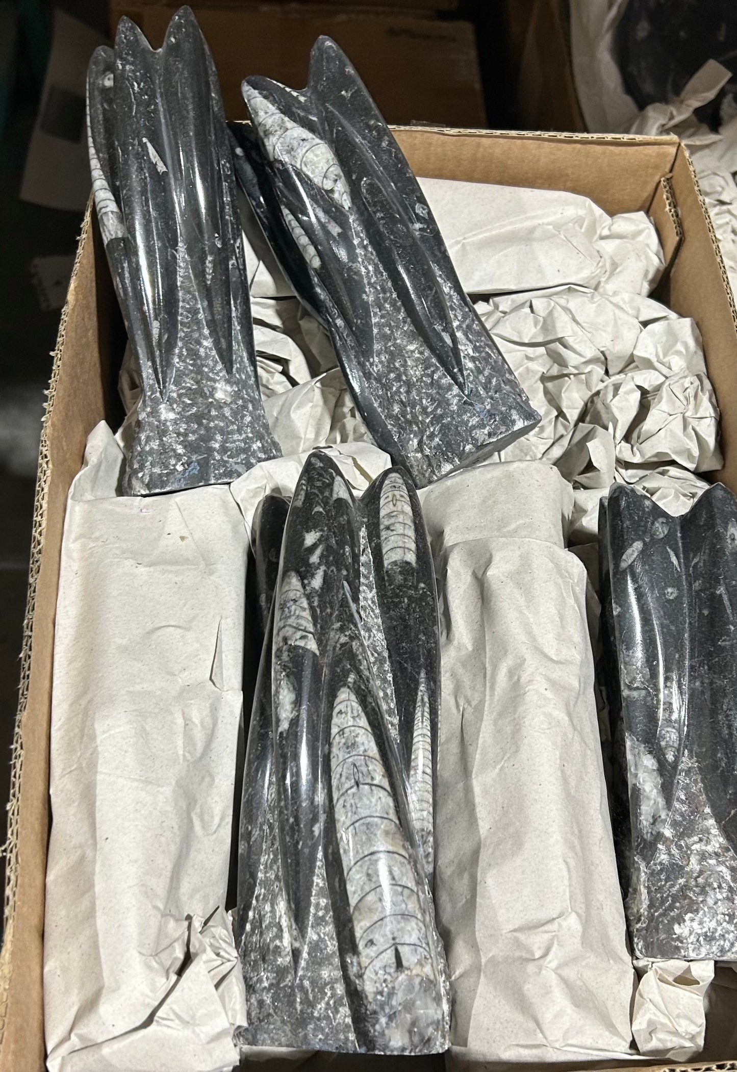 Small Orthoceras Sculpture (Case)