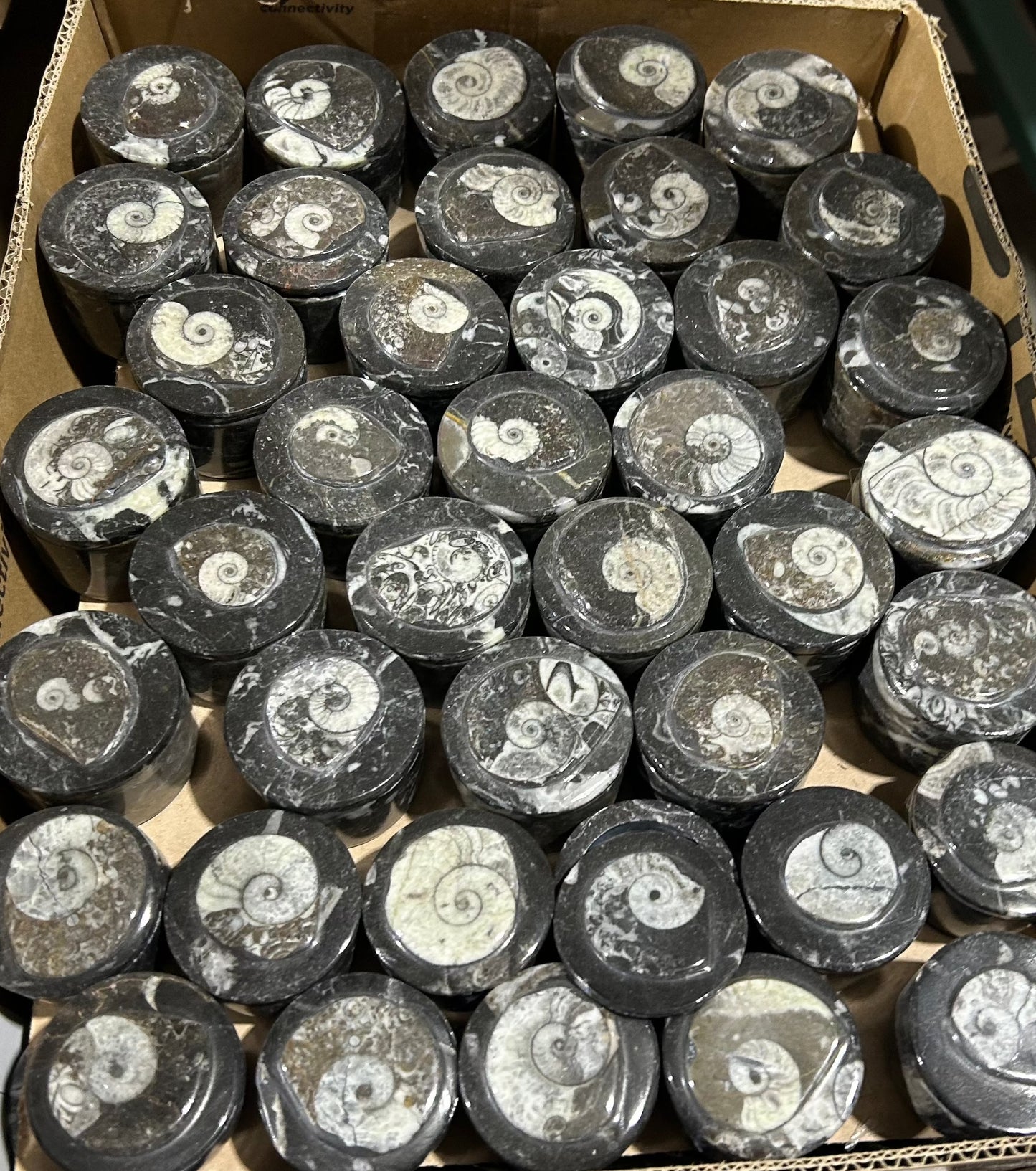 5 cm Goniatite Round Box (Case)