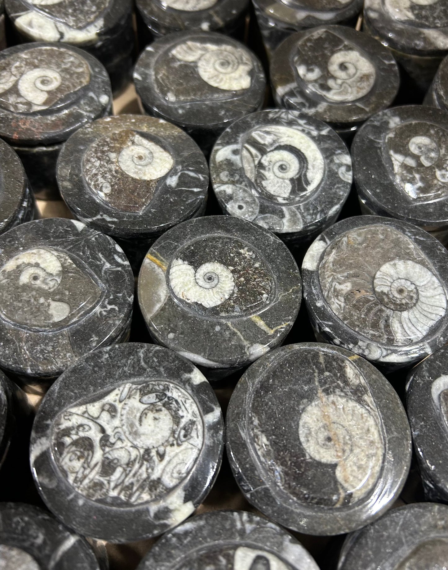 5 cm Goniatite Round Box (Case)