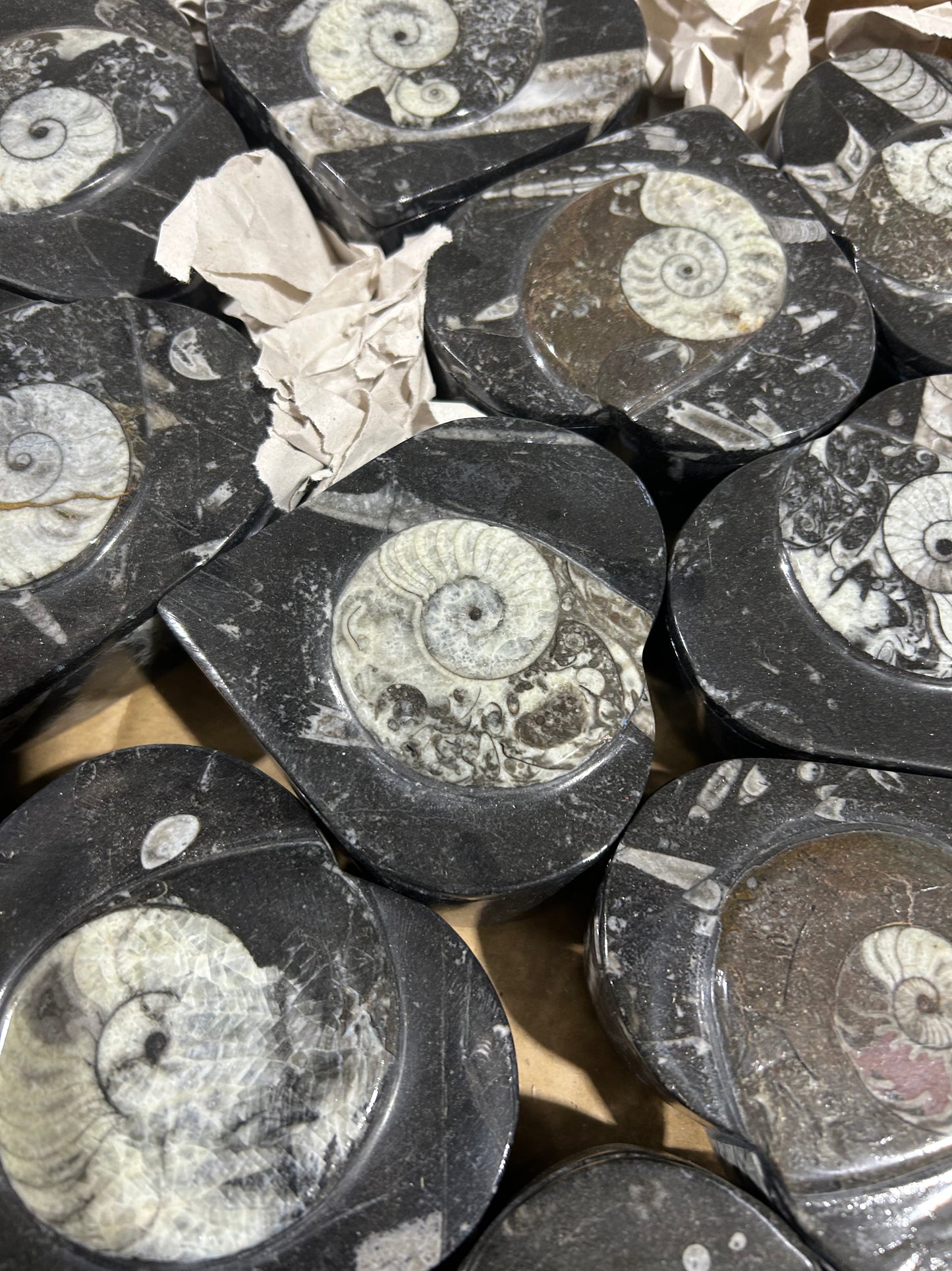 10cm Goniatite/Orthoceras Heart Box (Case)