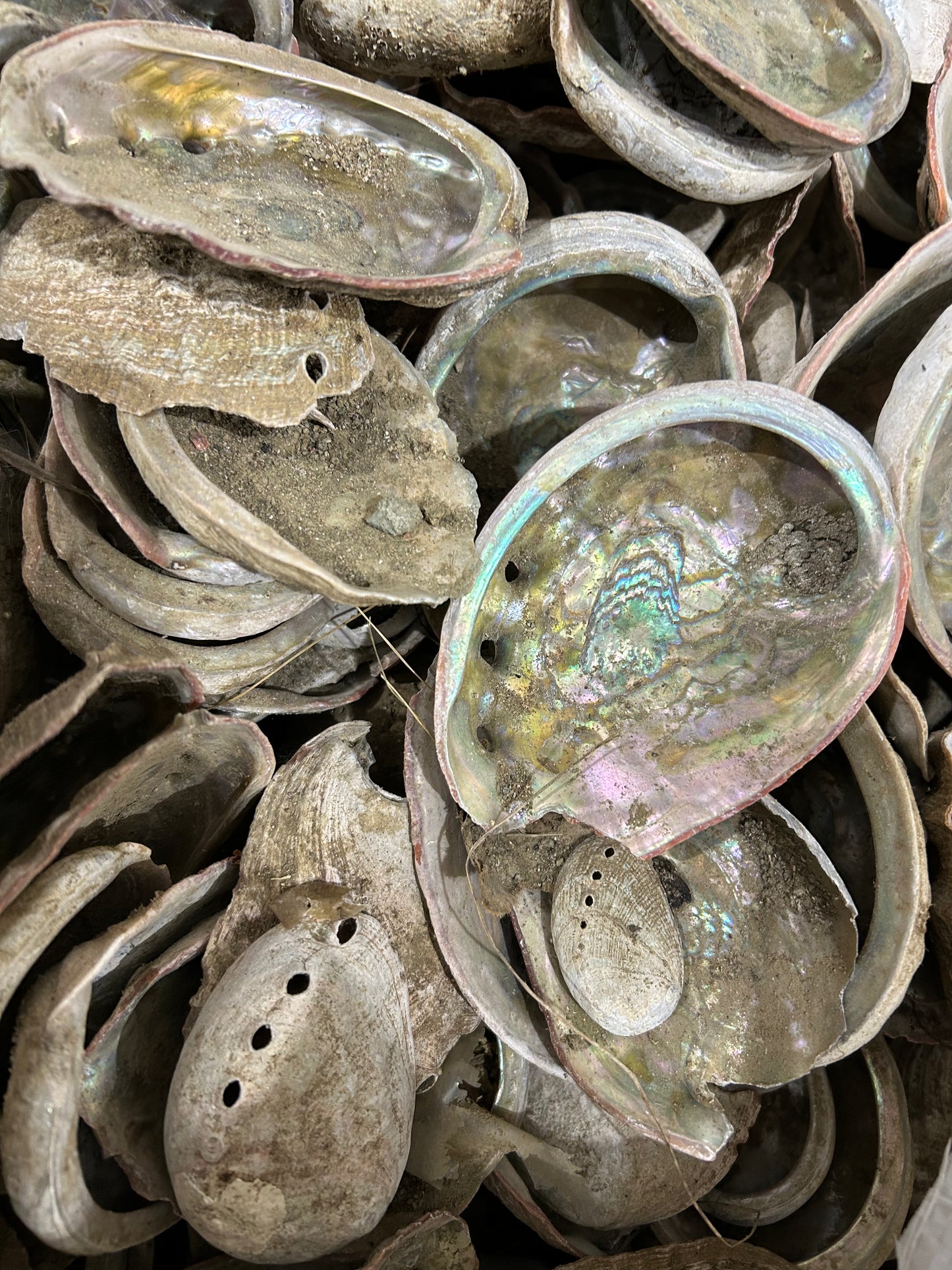Abalone Shells Lot (10lb)