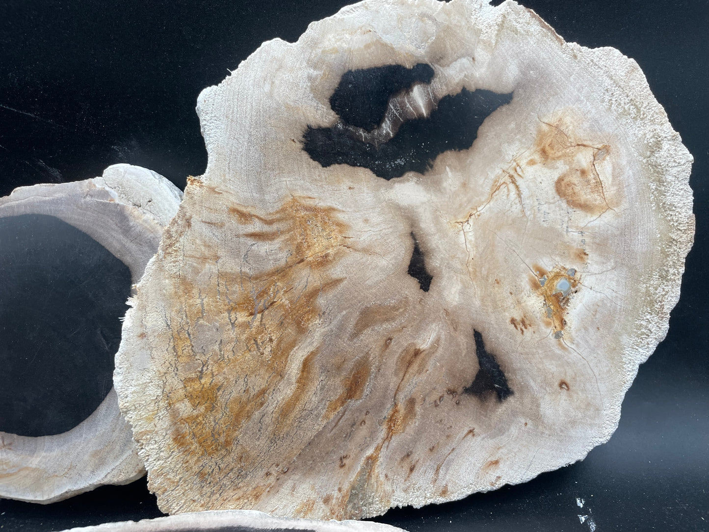 Petrified Wood Slabs (3pc Flat)