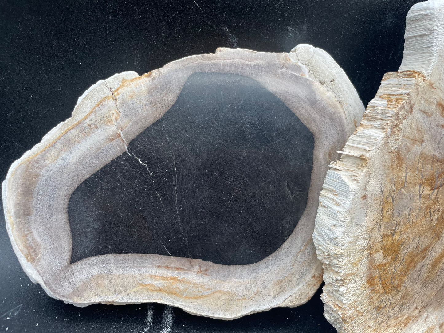 Petrified Wood Slabs (3pc Flat)