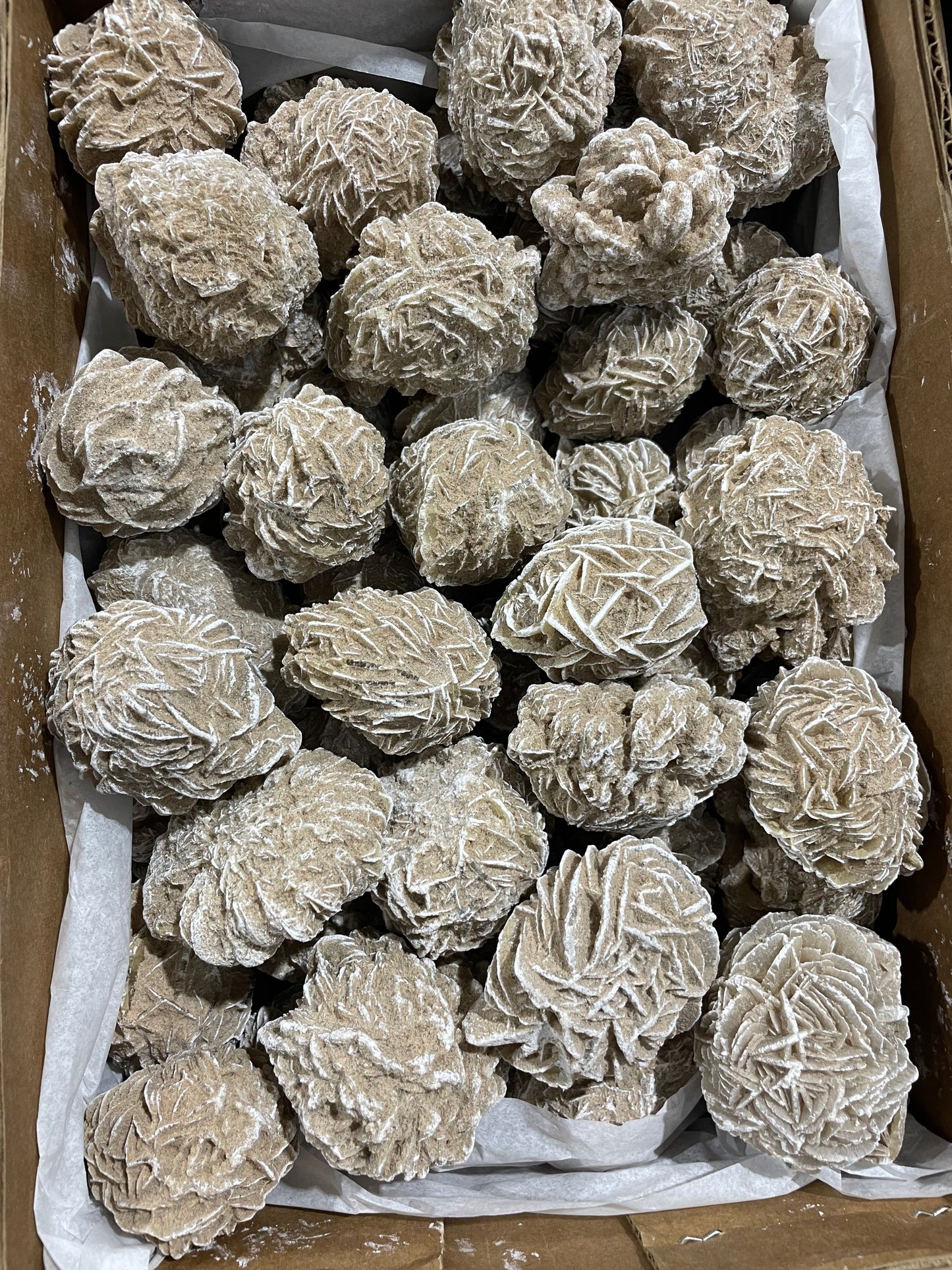 Dessert Rose (10lb Lot)