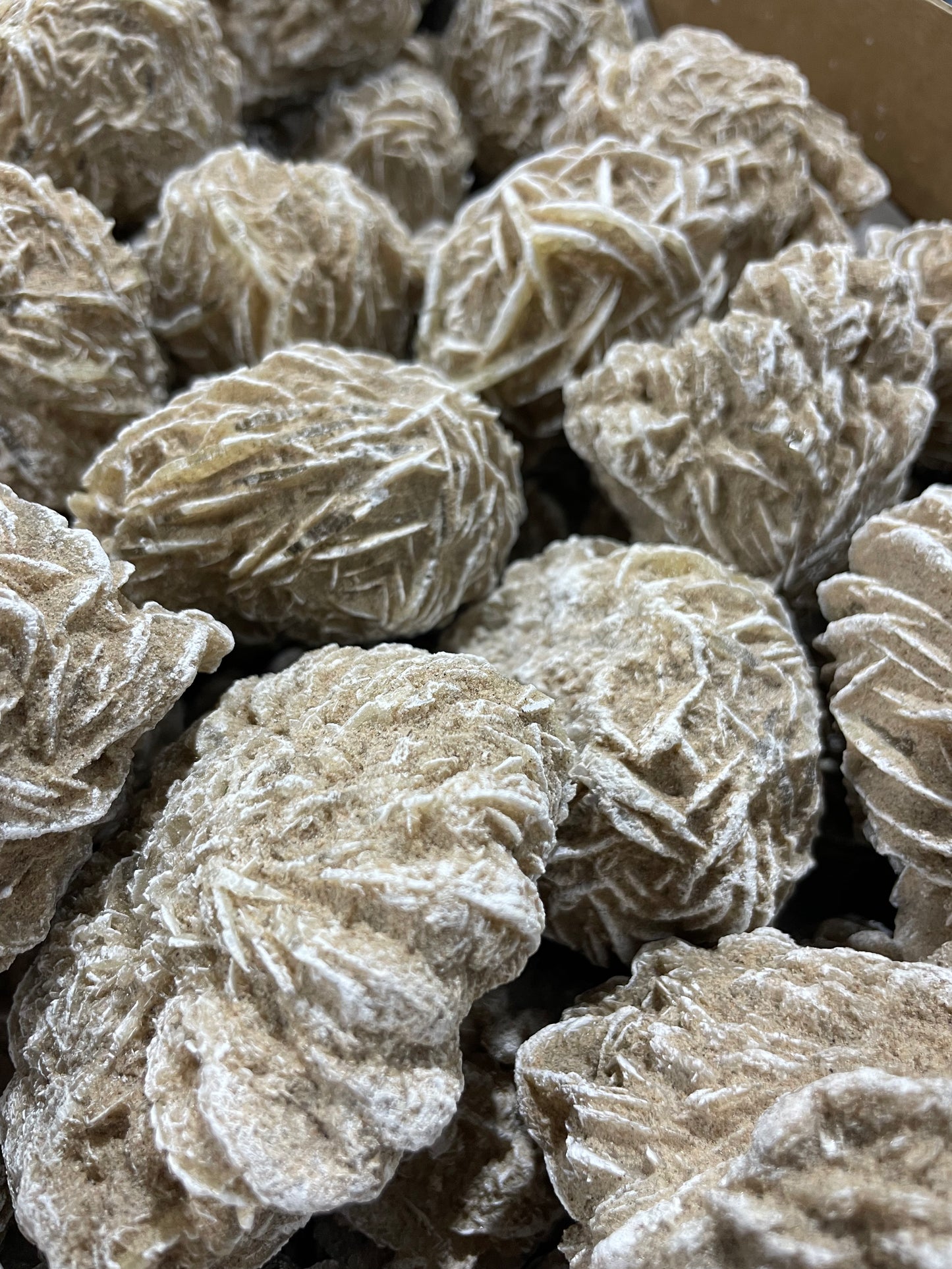 Dessert Rose (10lb Lot)