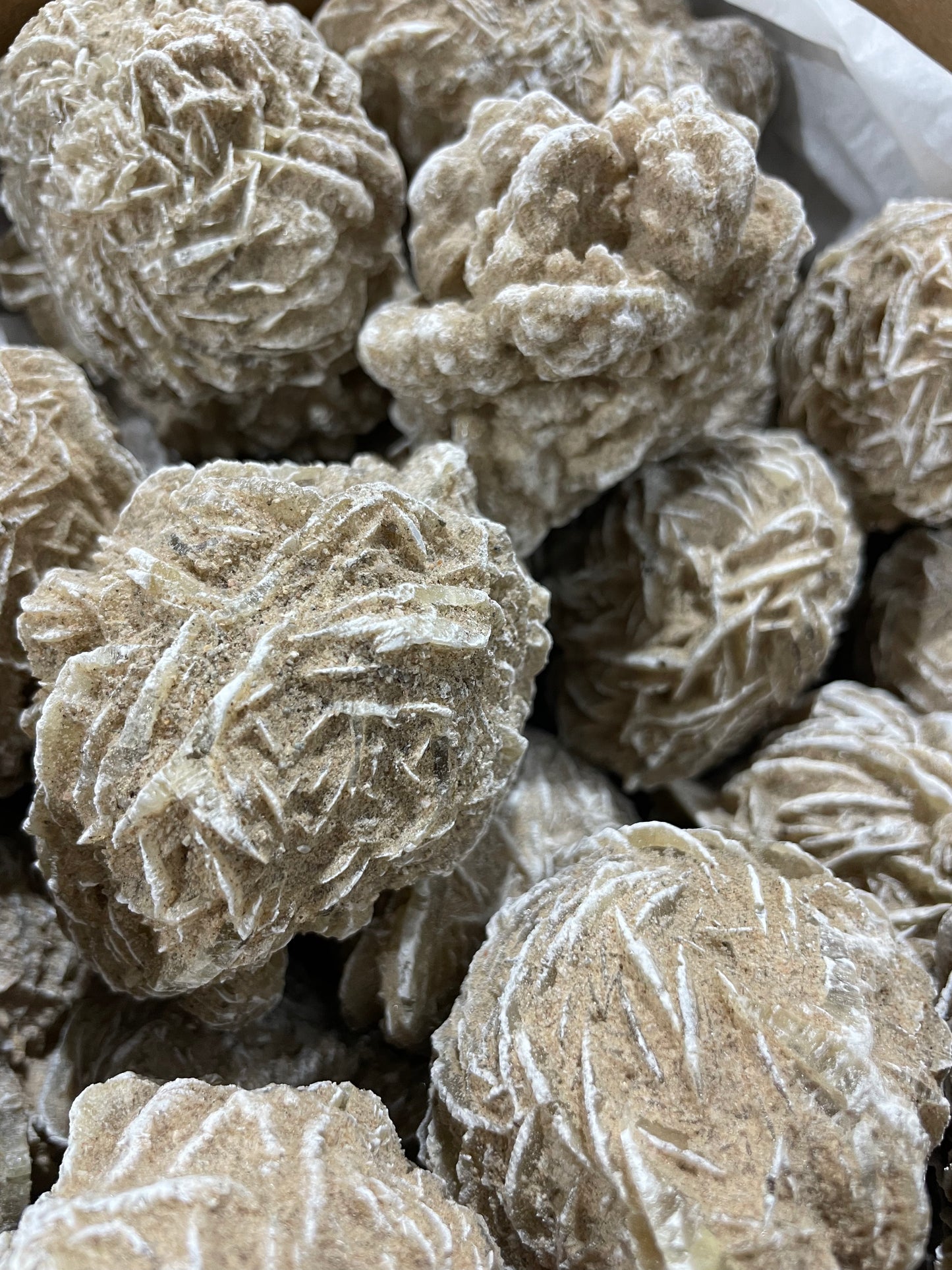 Dessert Rose (10lb Lot)
