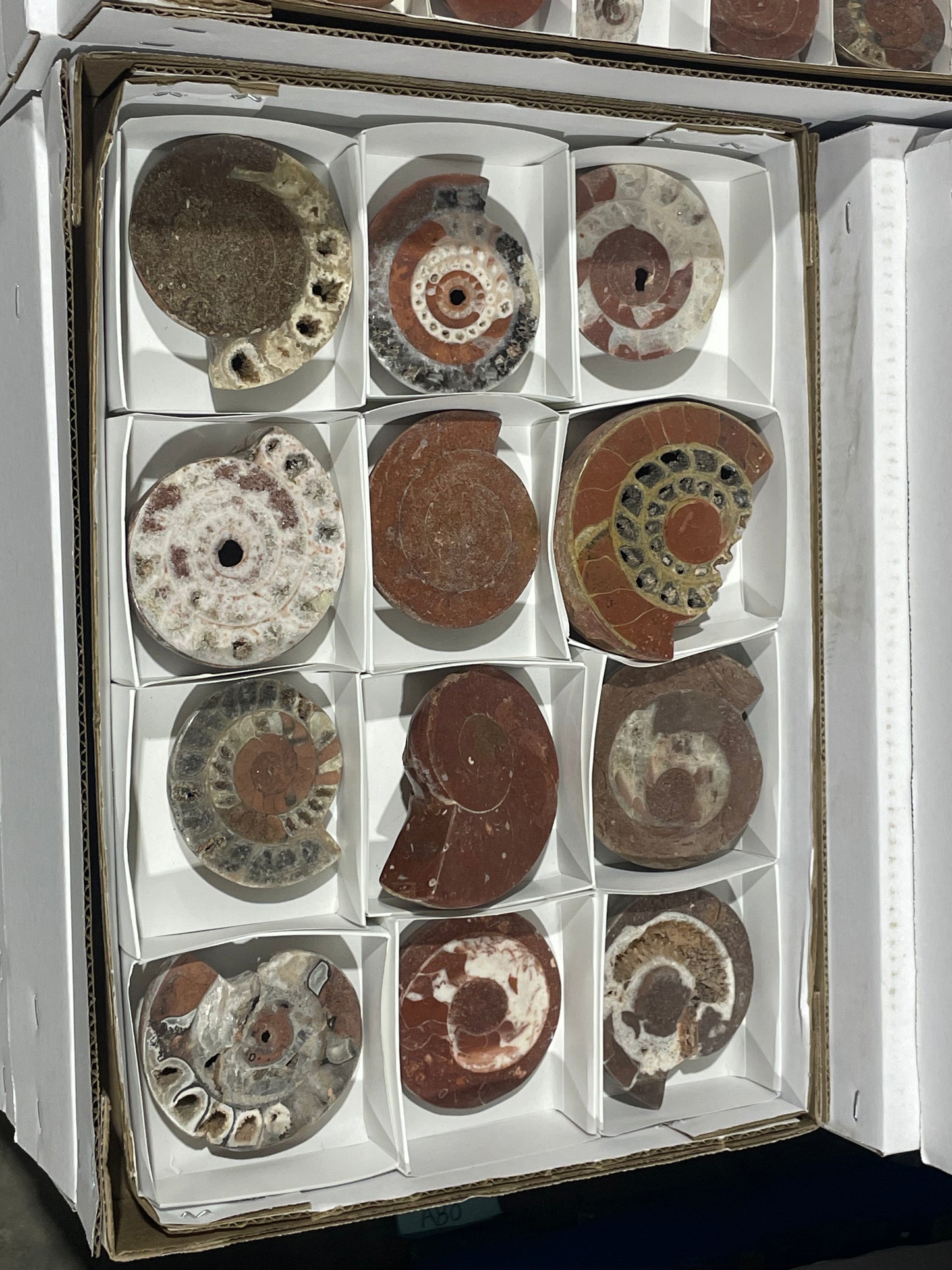 Triassic Ammonites (4kg Lot)
