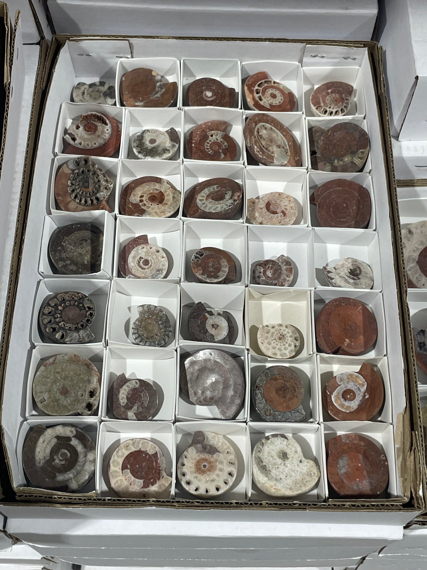 Triassic Ammonites (4kg Lot)