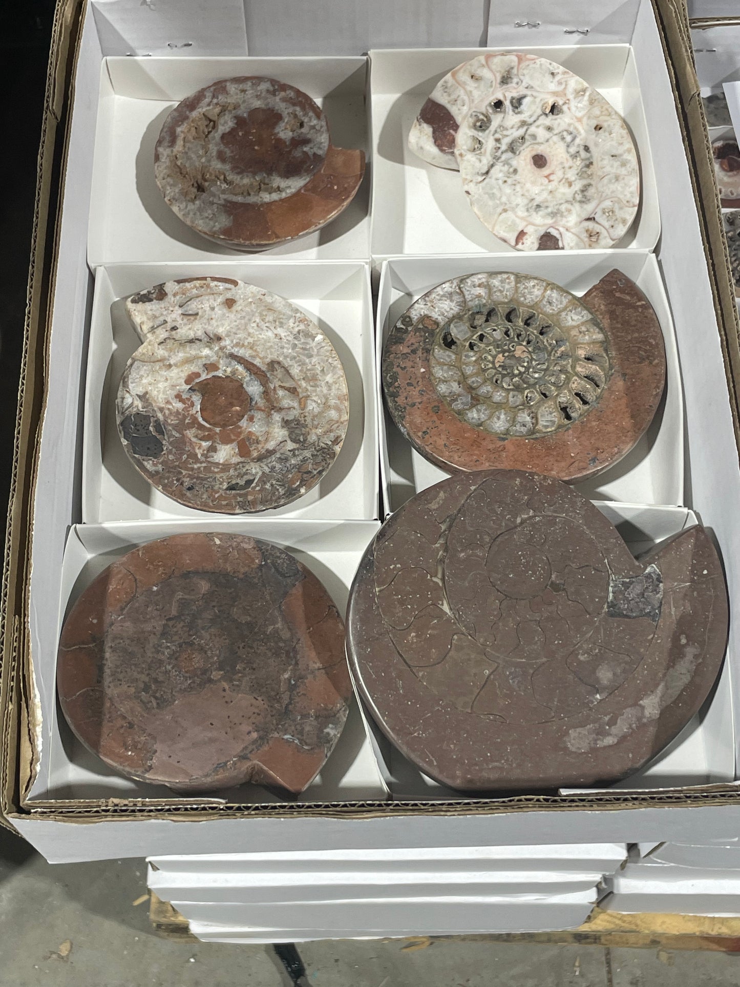 Triassic Ammonites (4kg Lot)
