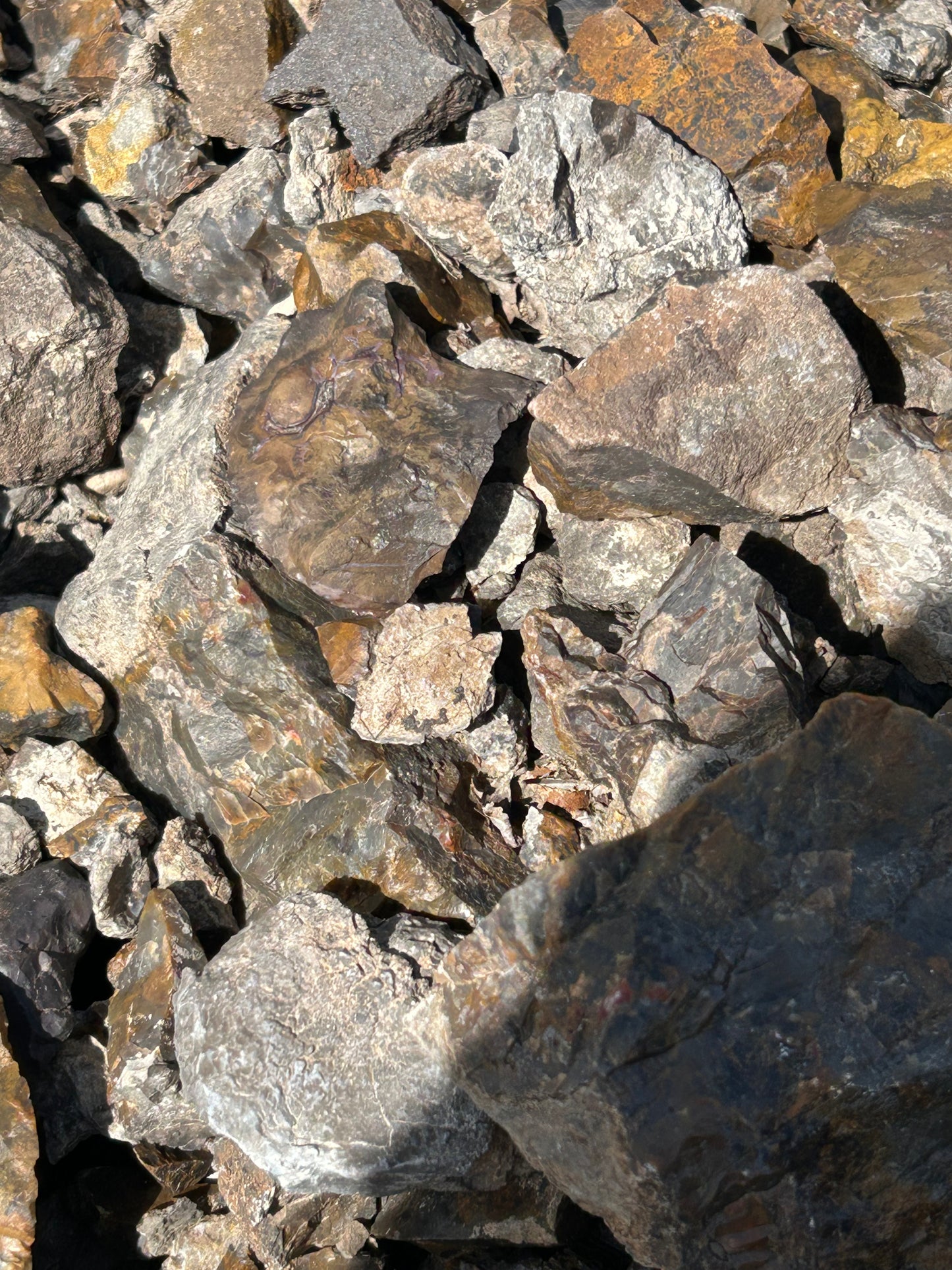 Coprolite (10lb Lot)