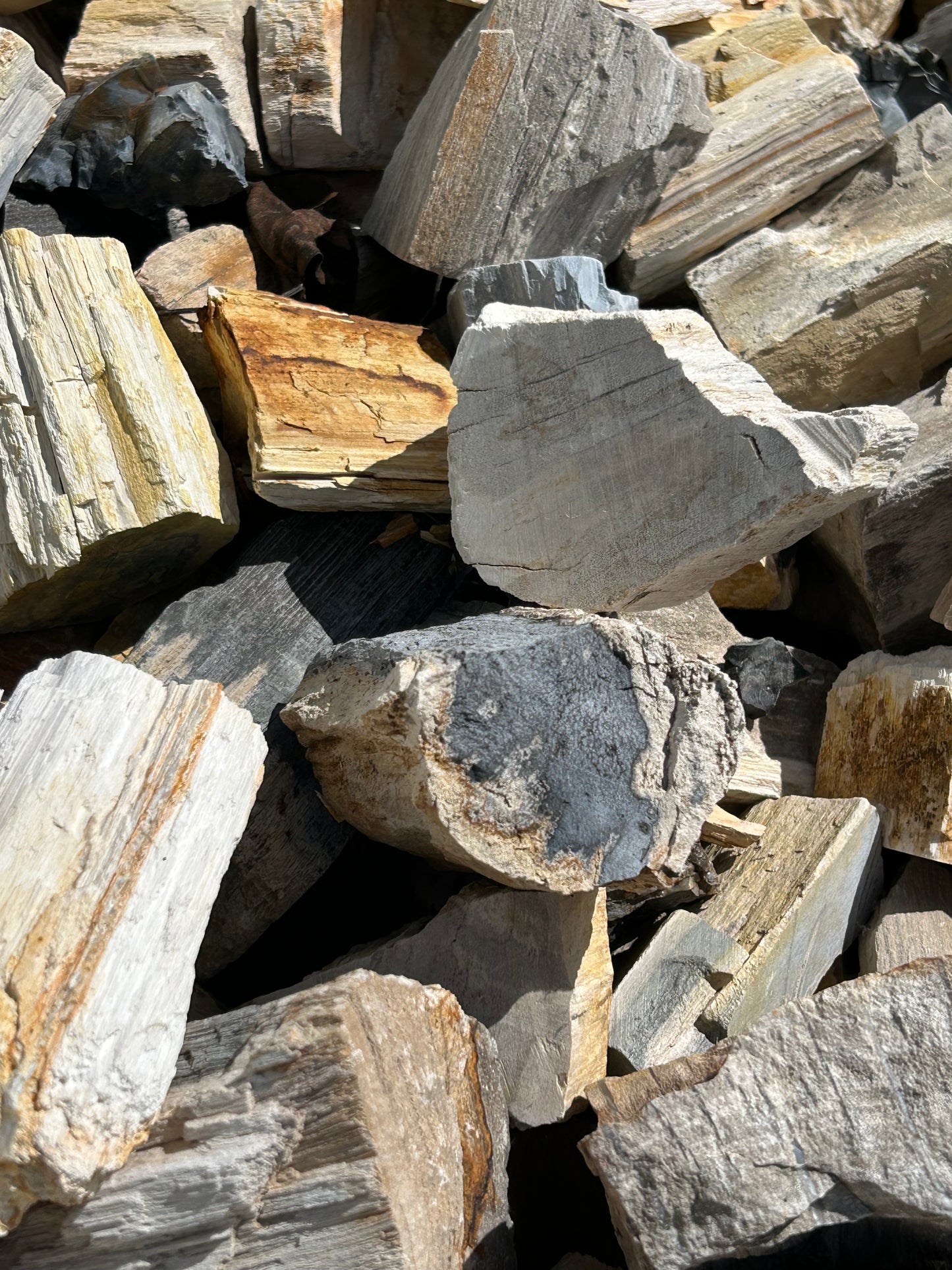 Petrified Wood(10lb Lot)