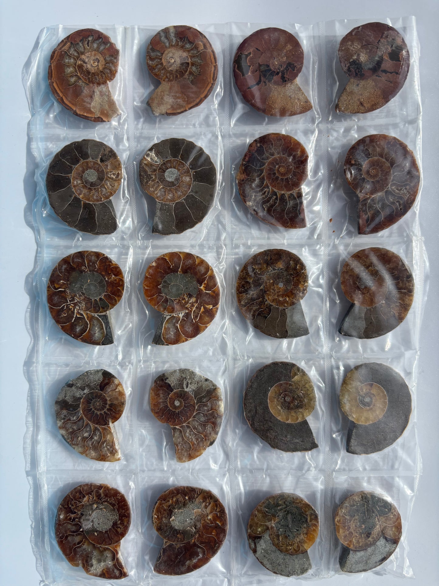 Madagascar Ammonite Pairs (Sheet)