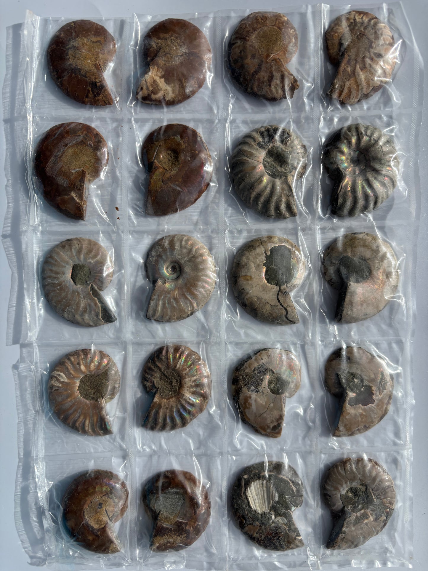 Madagascar Ammonite Pairs (Sheet)
