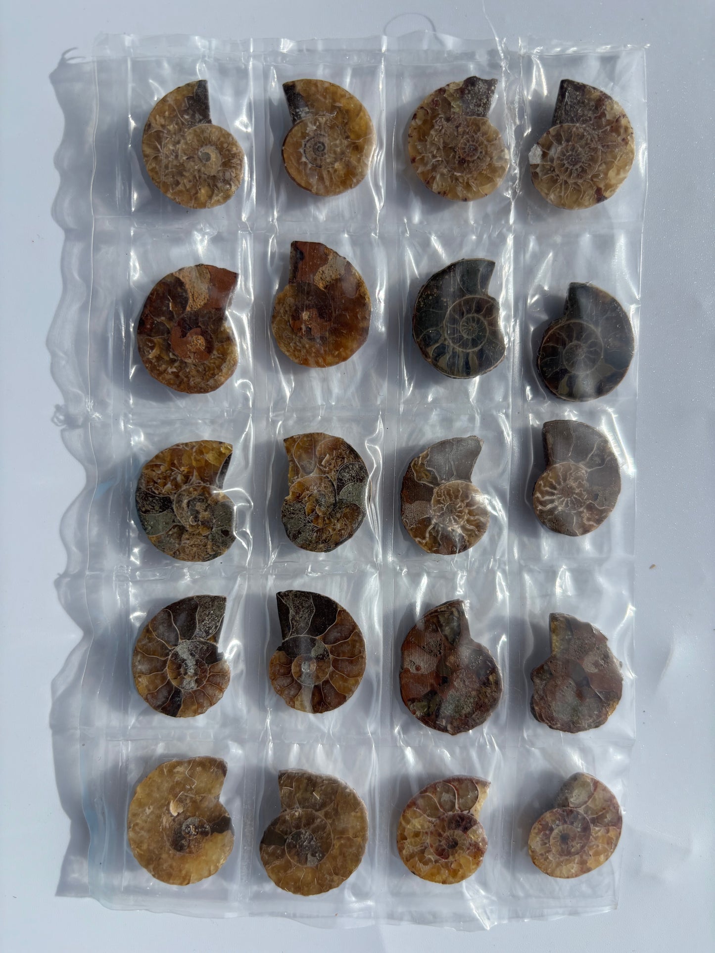 Madagascar Ammonite Pairs (Sheet)