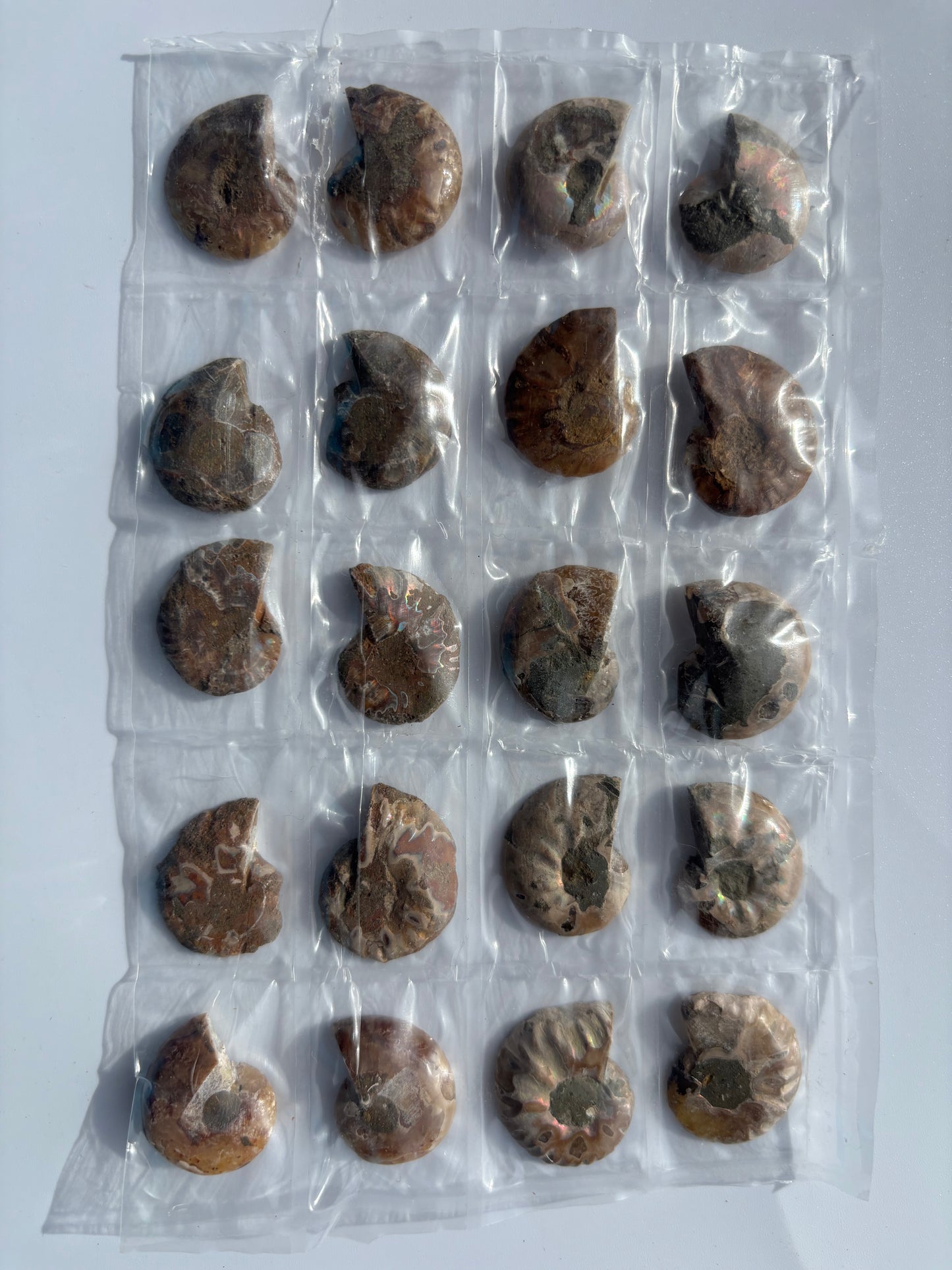 Madagascar Ammonite Pairs (Sheet)