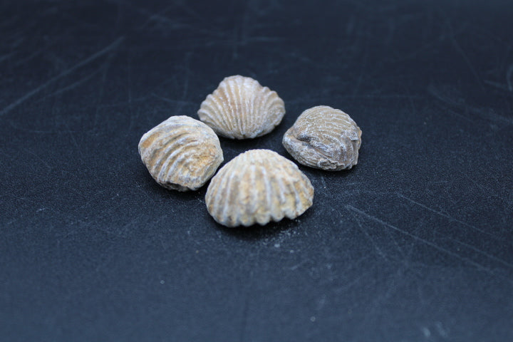 Fossilized Brachiopods 1lb Bag