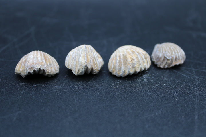 Fossilized Brachiopods 1lb Bag