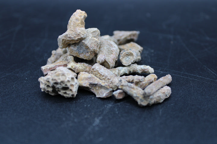 Fossilized Coral 1lb Bag