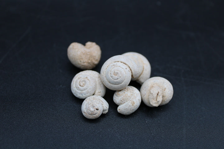 Fossilized Gastropods 1lb Bag
