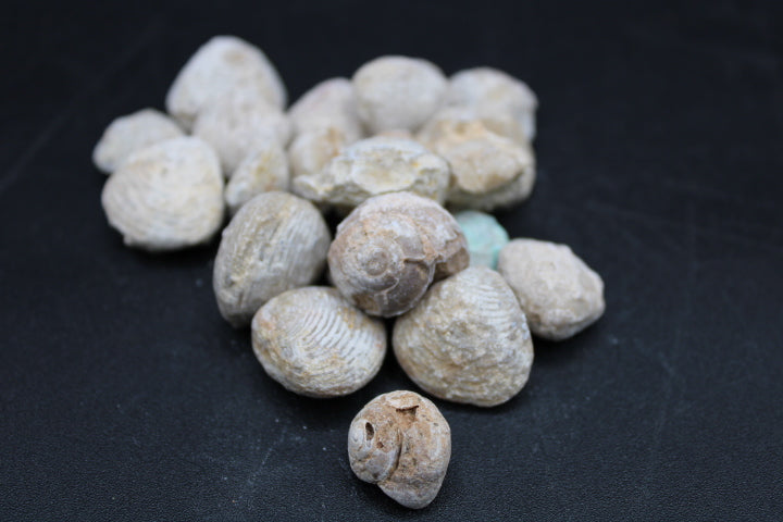 Fossilized Shells 1lb Bag