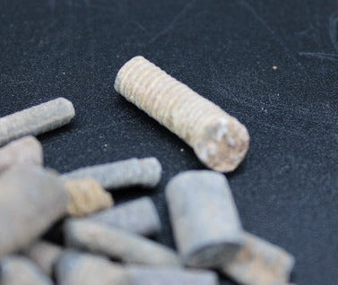 Fossilized Crinoids 1lb Bag