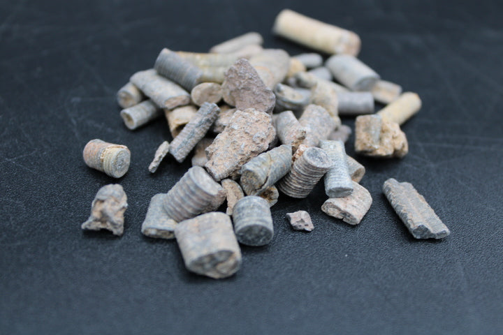 Fossilized Crinoids 1lb Bag