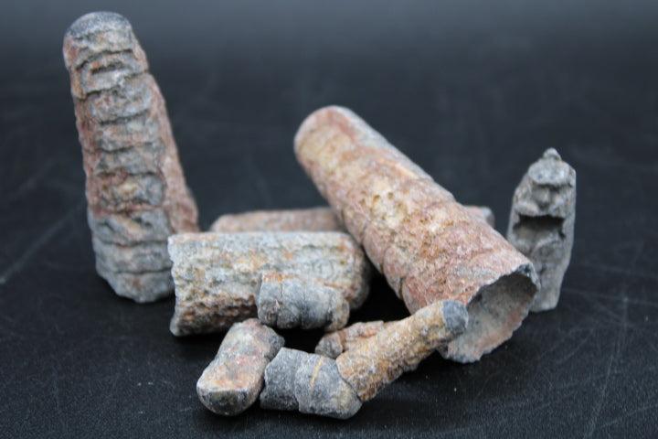 Fossilized Orthoceras 1lb Bag