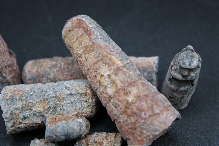 Fossilized Orthoceras 1lb Bag