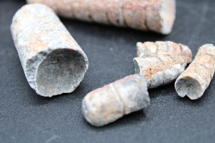 Fossilized Orthoceras 1lb Bag