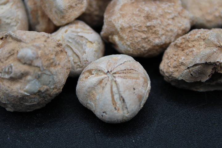 Fossilized Sea Biscuits 1lb Bag