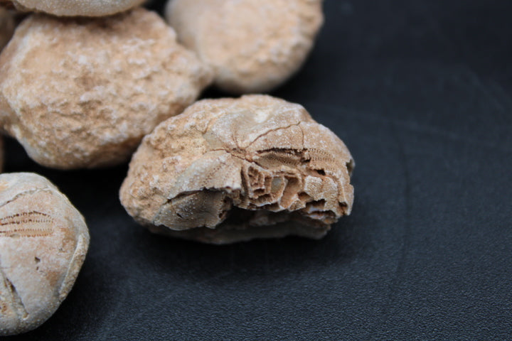 Fossilized Sea Biscuits 1lb Bag