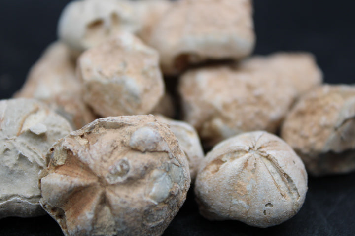 Fossilized Sea Biscuits 1lb Bag