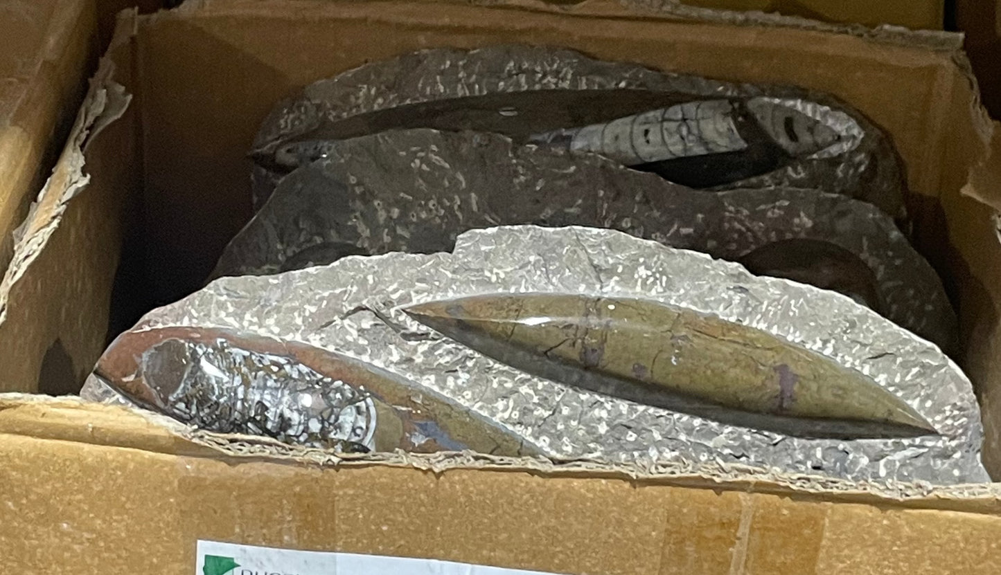 30cm Brown Orthoceras Plaque (Case)