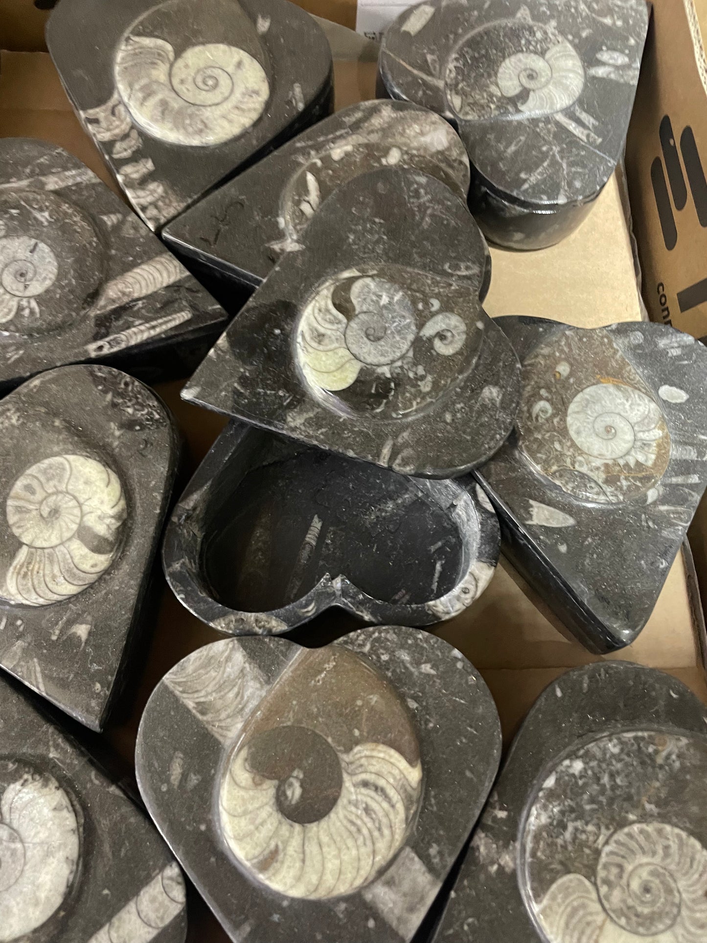 11cm Goniatite/Oothecas Heart Box (Case)