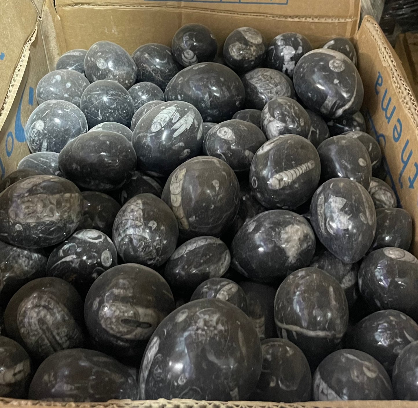 Orthoceras Eggs (Case)
