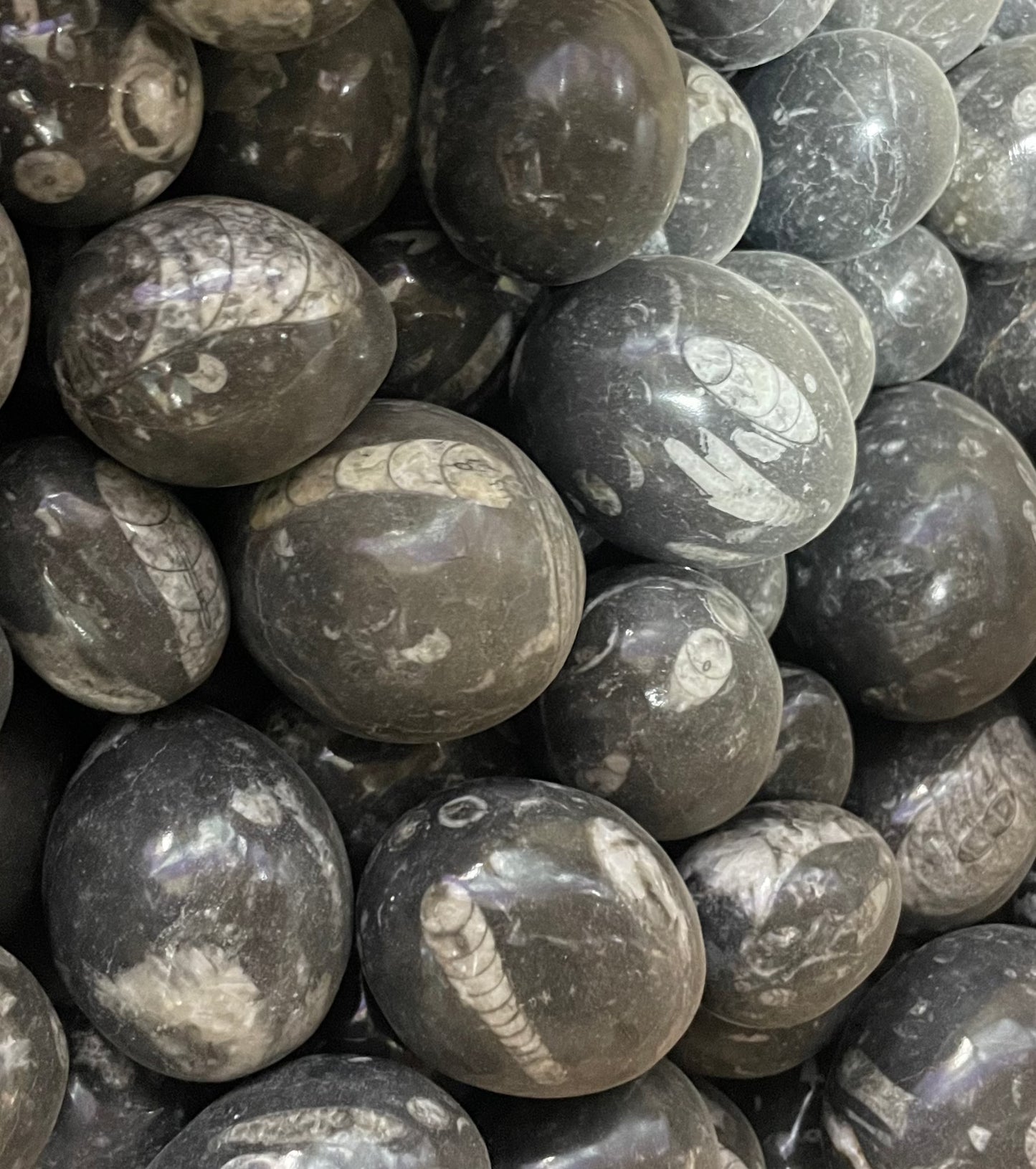 Orthoceras Eggs (Case)