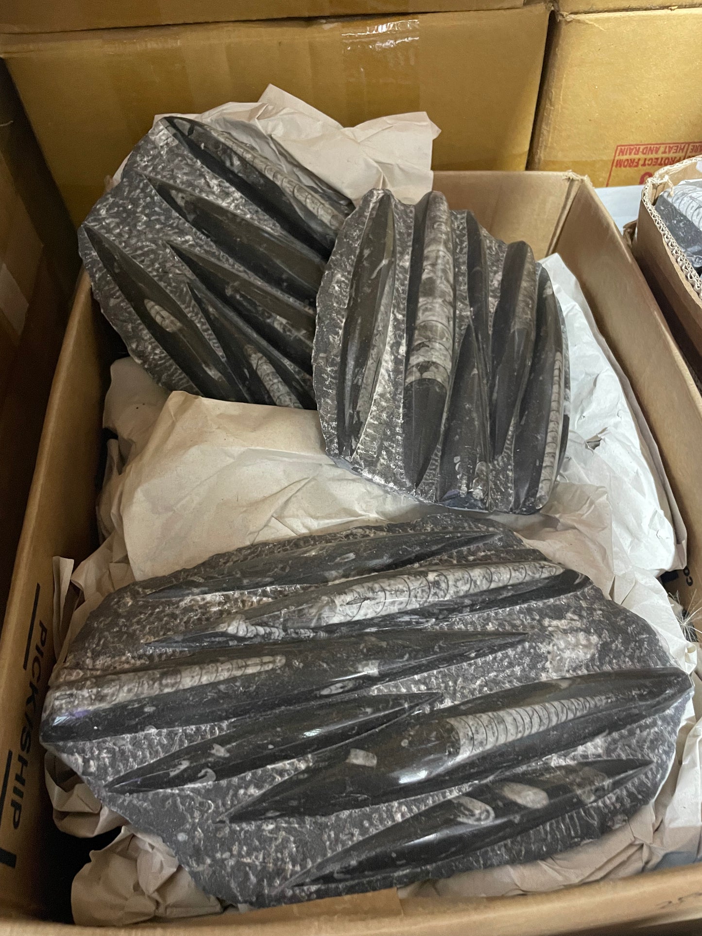 Large Orthoceras Plate (Case)