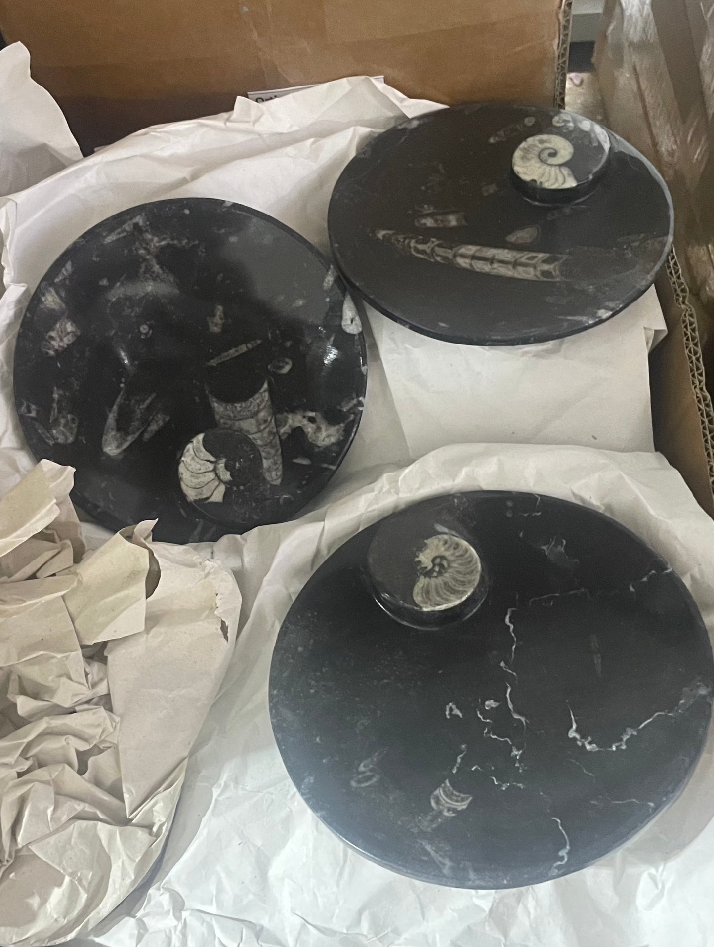 Orthoceras/Goniatite Round Dish (Case)