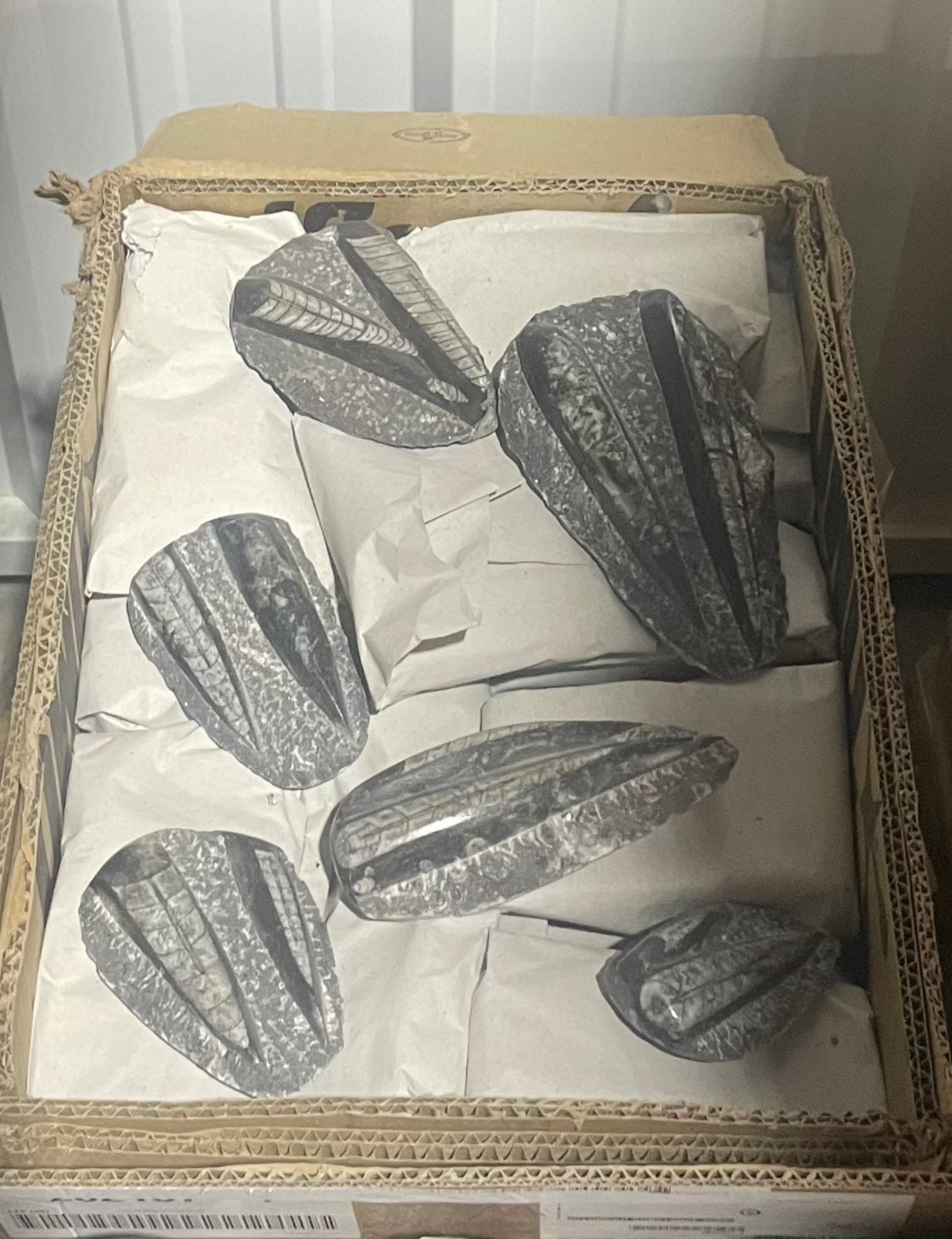 8-10cm Orthoceras Plate (Case)