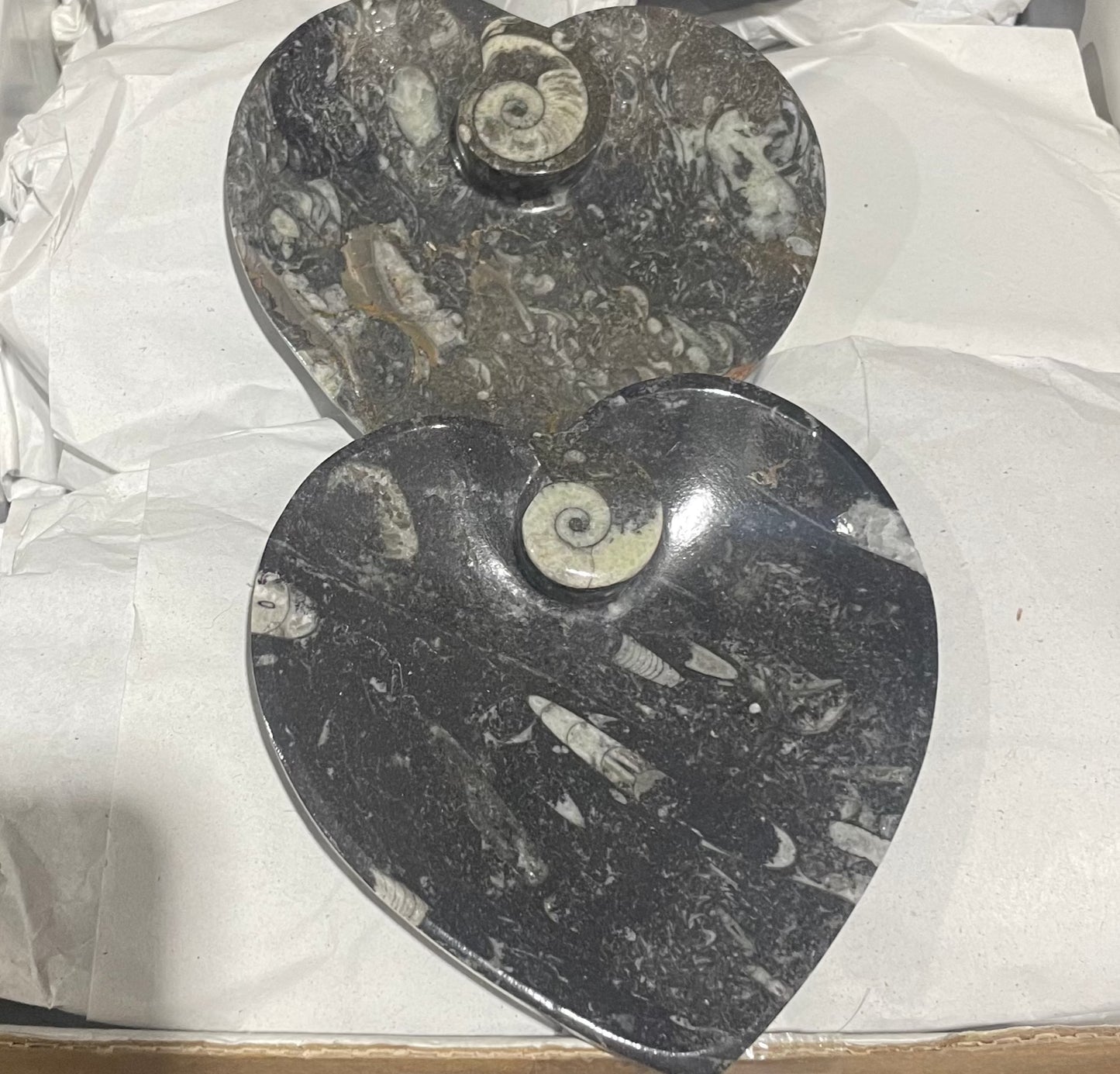 11cm Goniatite/Orthoceras Heart Dish (Case)